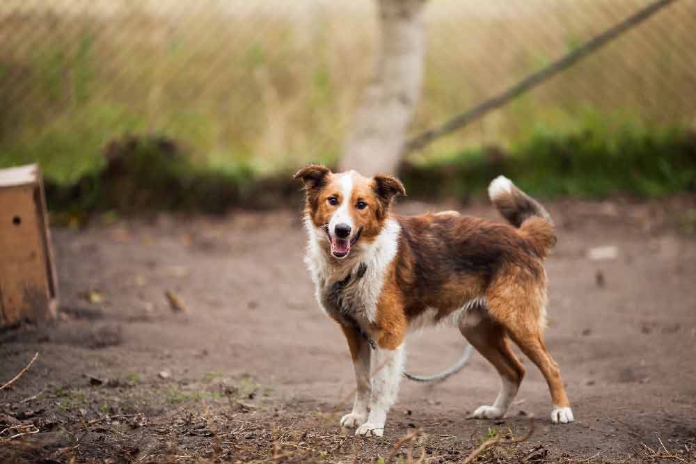 Photo of Australian Shepherd