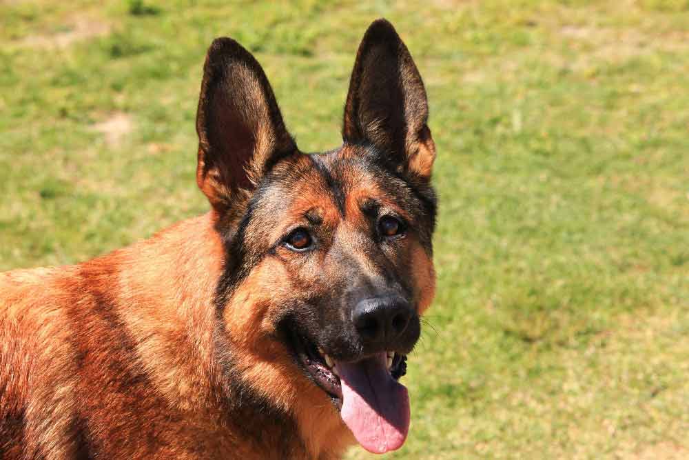 Photo of Belgian Malinois