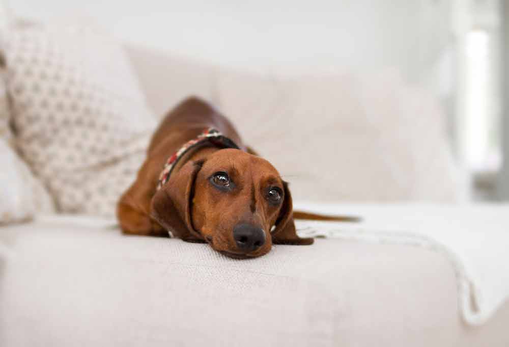 Photo of Dachschund