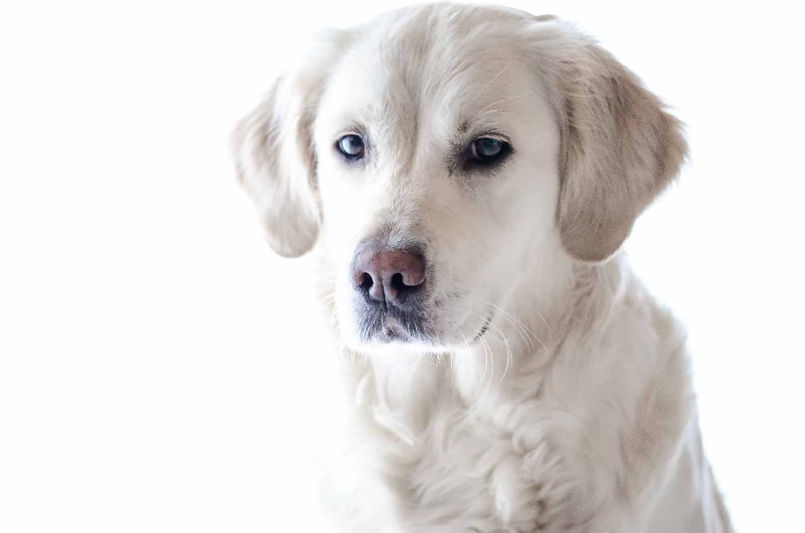 Picture of a sitting dog against a white backdrop