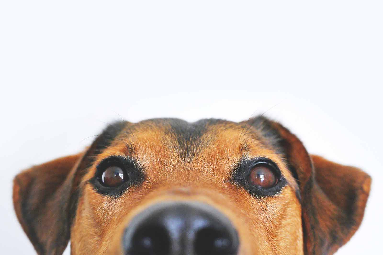 Closeup photo of a dog's face