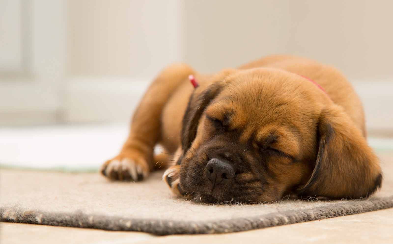 Photo of a small dog sleeping on a bed