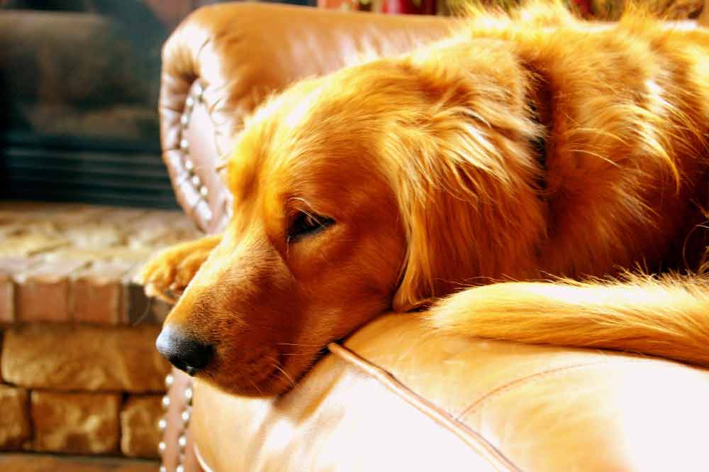 Photo of Golden Retriever