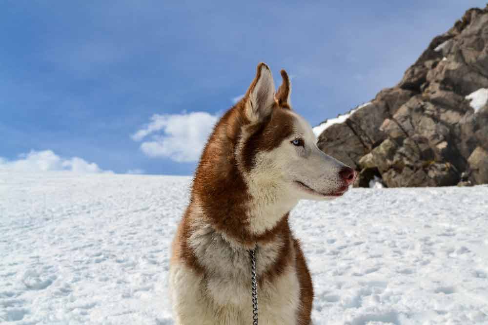 Photo of Husky
